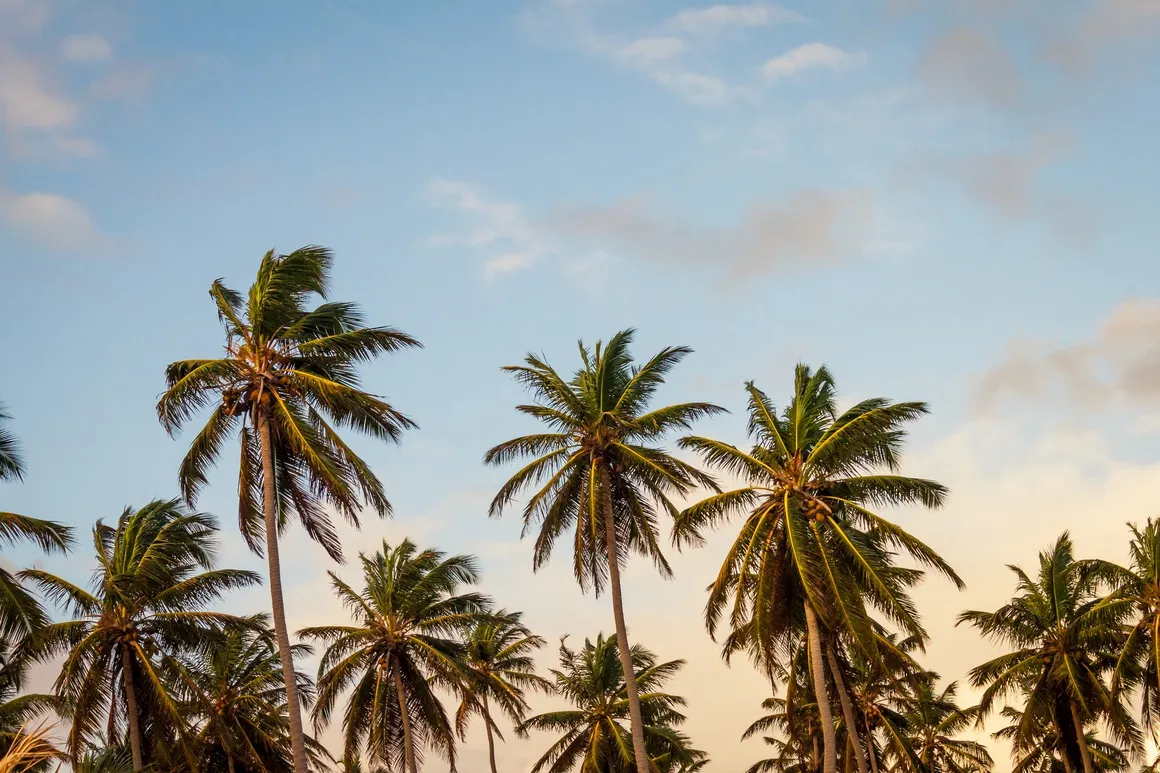 African safari landscape